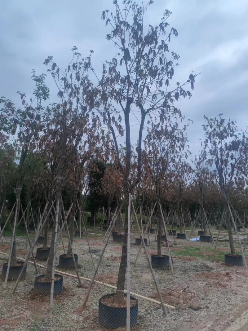 黄花风铃木，12分，现货价好，基地直销，可以谈，直接联系