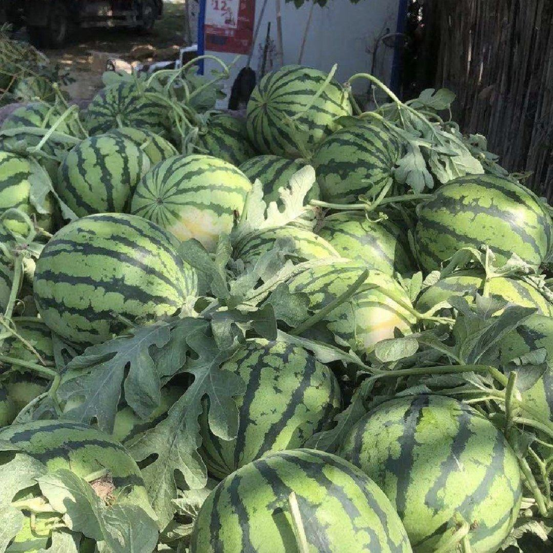 【实力供货】精品头茬无籽美都西瓜，保质保量货源足口感脆甜