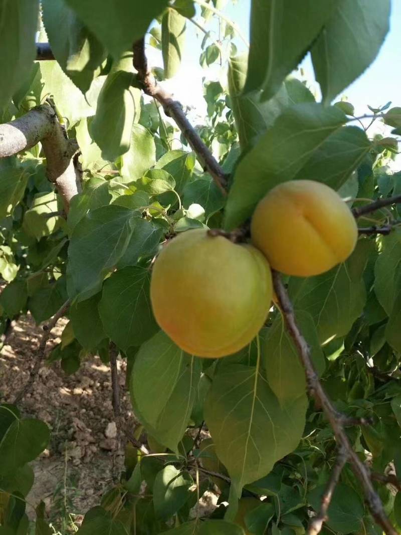 金太阳杏下个月上市