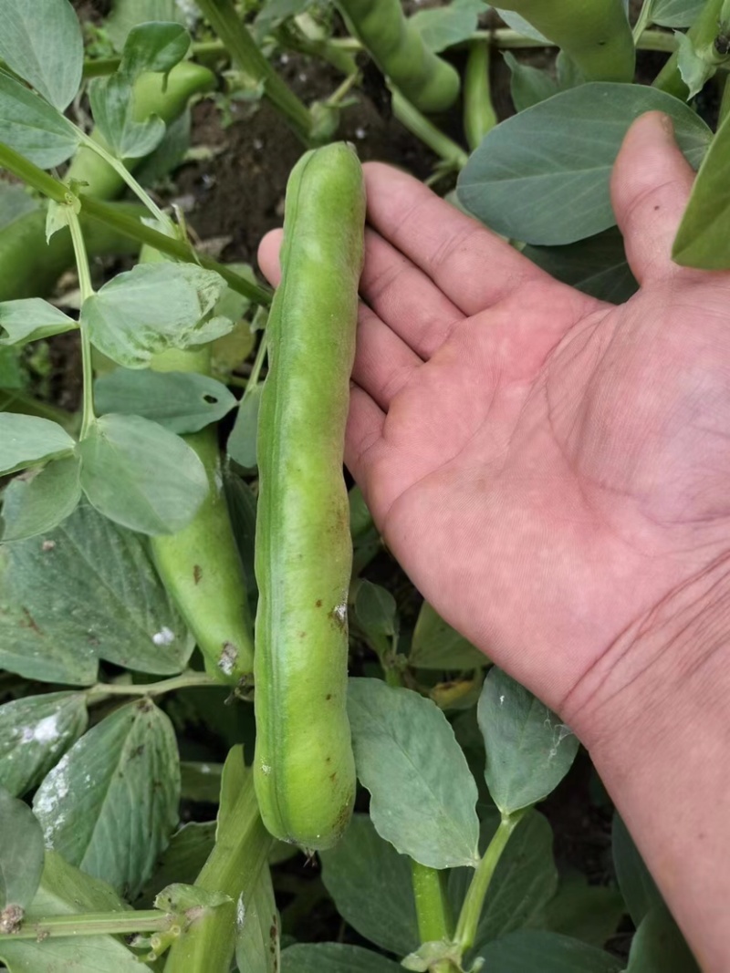 蚕豆大量有货需要老板可以可以详细咨询量大从优也可实地看货