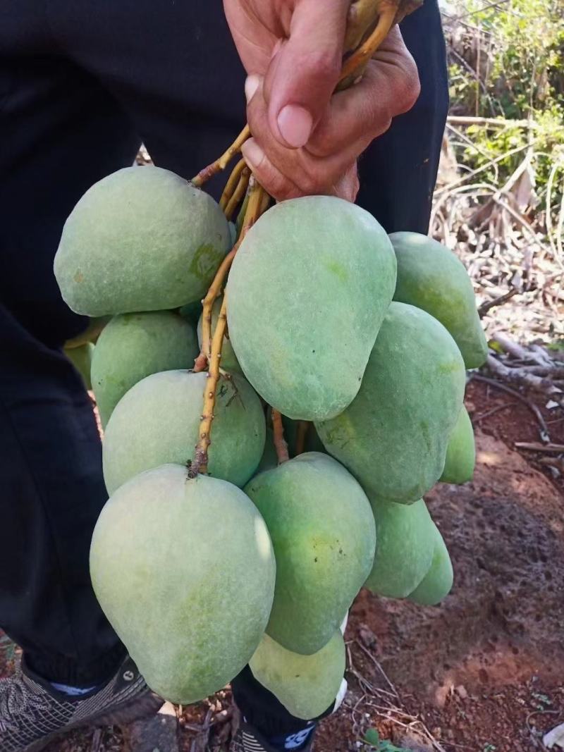 湛江台农芒果