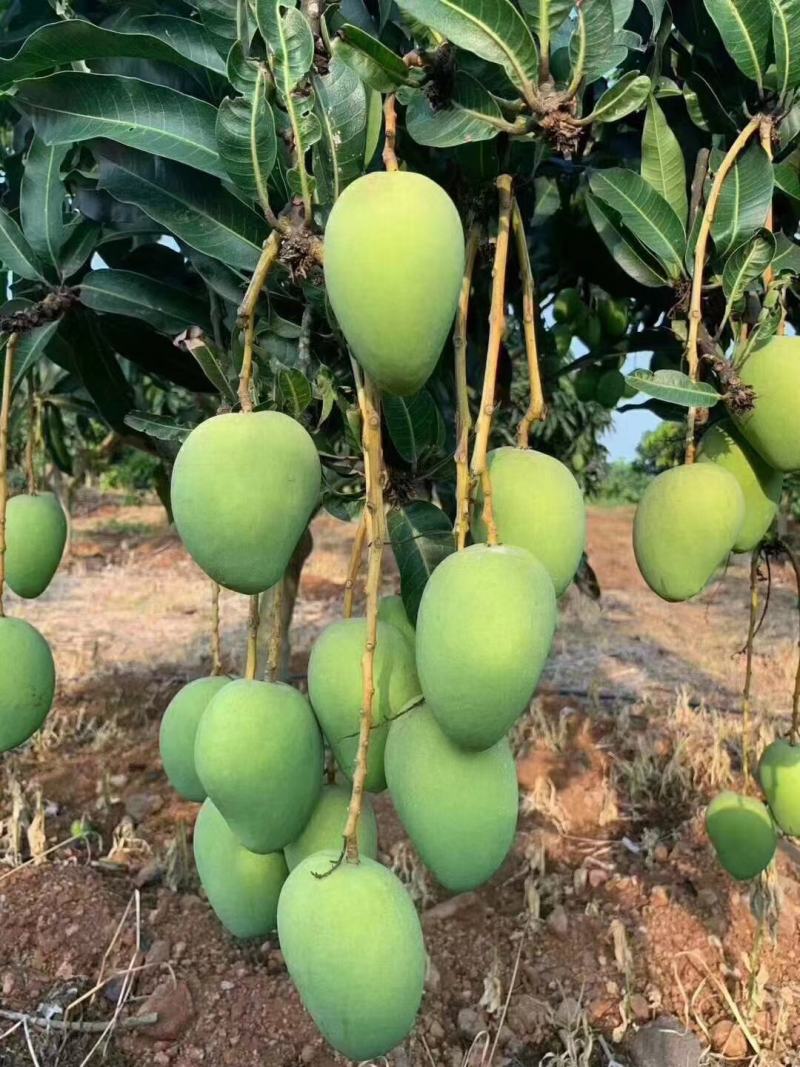 湛江台农芒果