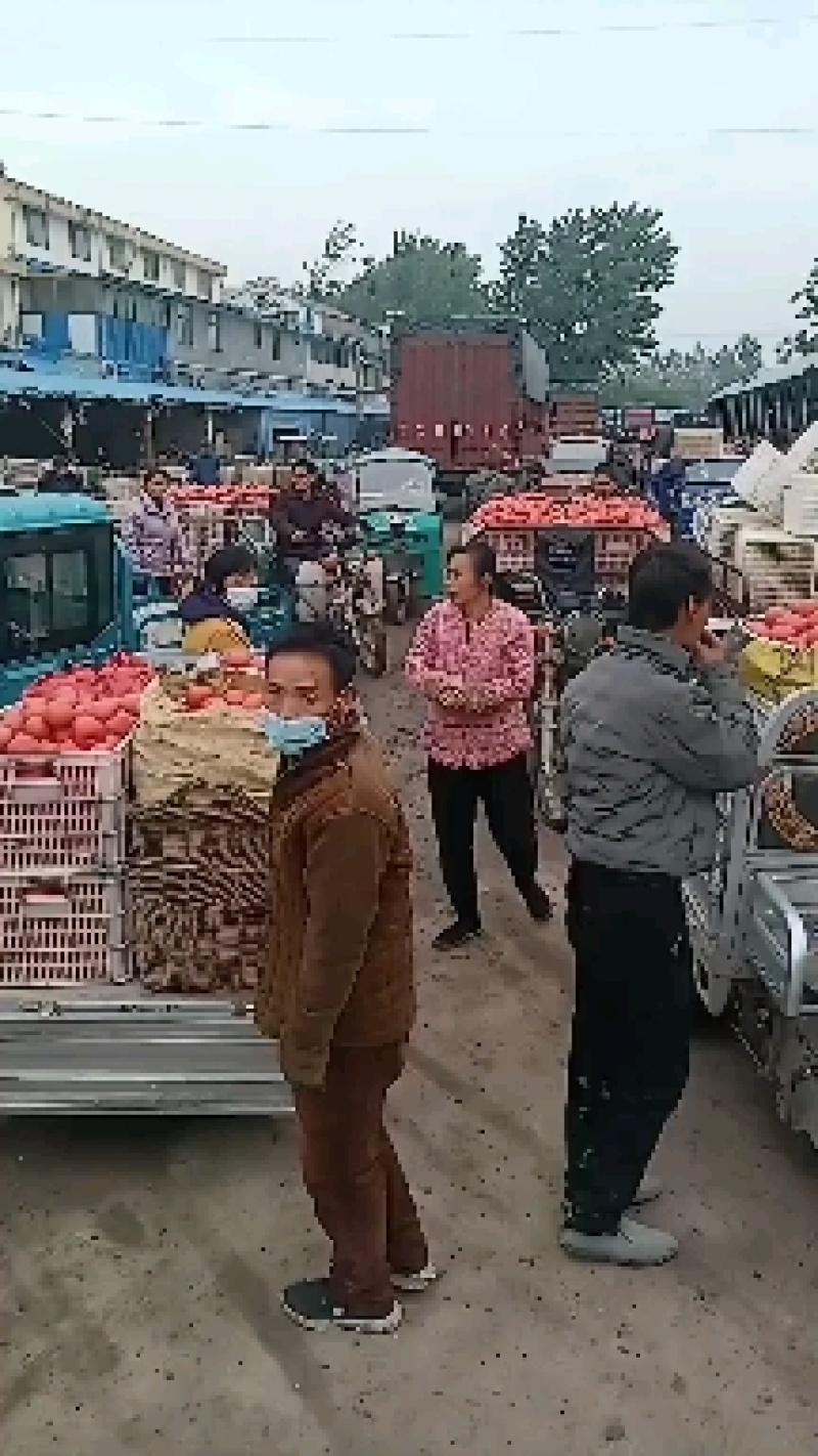 晚茬西红柿大量上市，