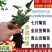 2023年菊花苗菊花秧老根苗
