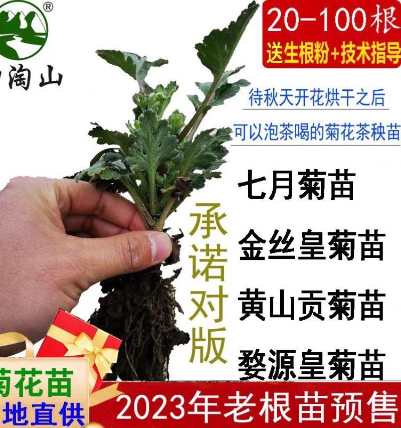 2023年菊花苗菊花秧老根苗