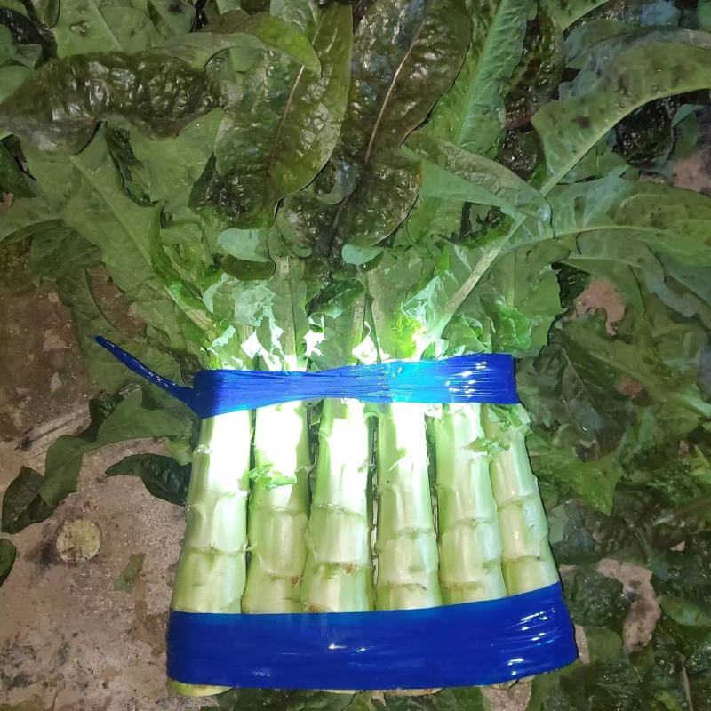 精品兰州货莴笋大量有货