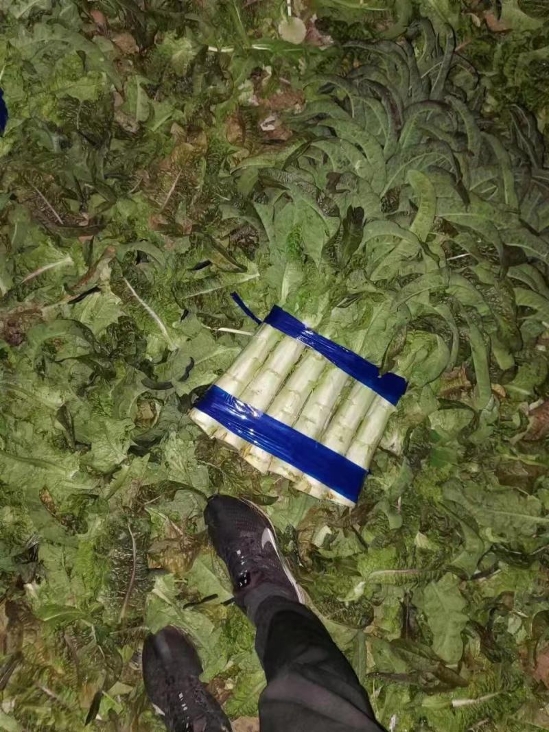 精品兰州货莴笋大量有货