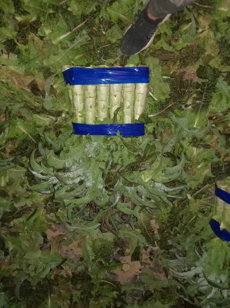 精品兰州货莴笋大量有货