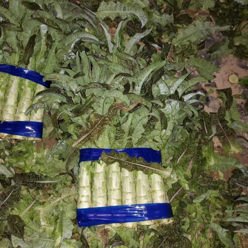 精品兰州货莴笋大量有货