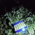 精品兰州货莴笋大量有货