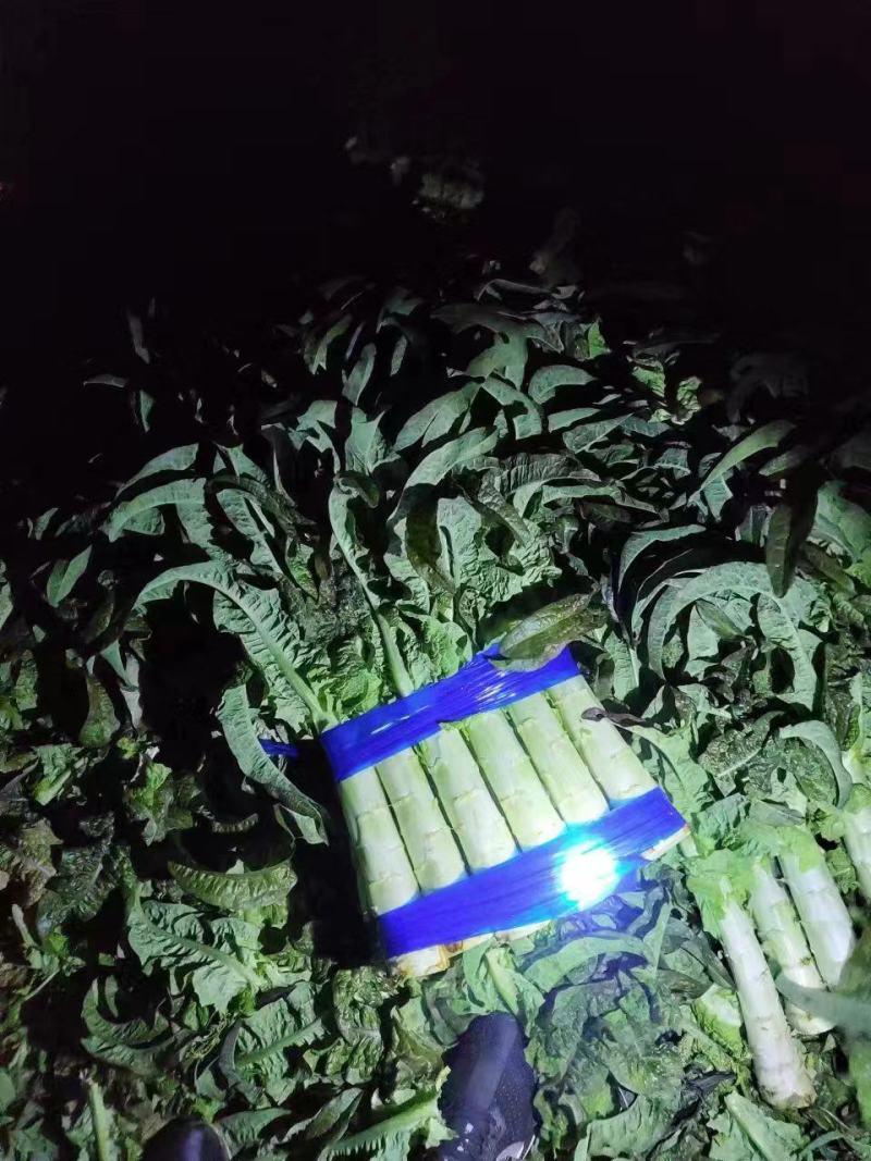 精品兰州货莴笋大量有货