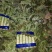 精品兰州货莴笋大量有货