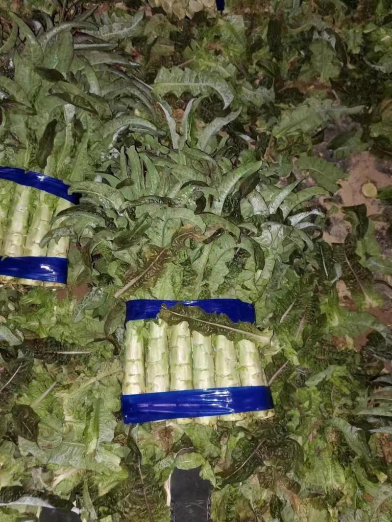 精品兰州货莴笋大量有货