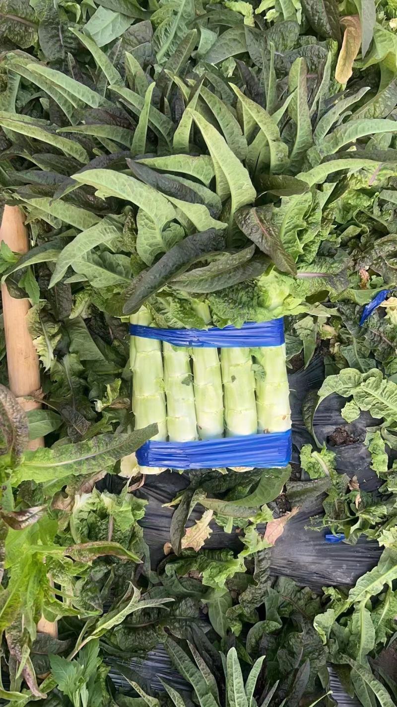 精品兰州货莴笋大量有货