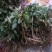 黄山贡菊苗2023年老根苗小秧苗可食用菊花茶小苗