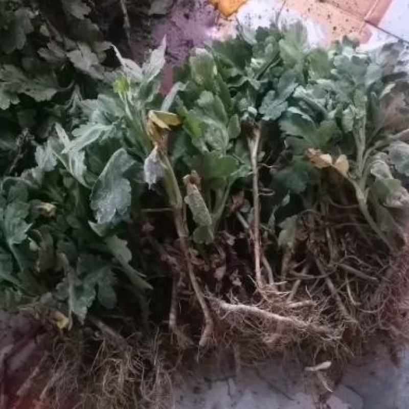 黄山贡菊苗2023年老根苗小秧苗可食用菊花茶小苗
