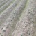 黄山贡菊苗2023年老根苗小秧苗可食用菊花茶小苗