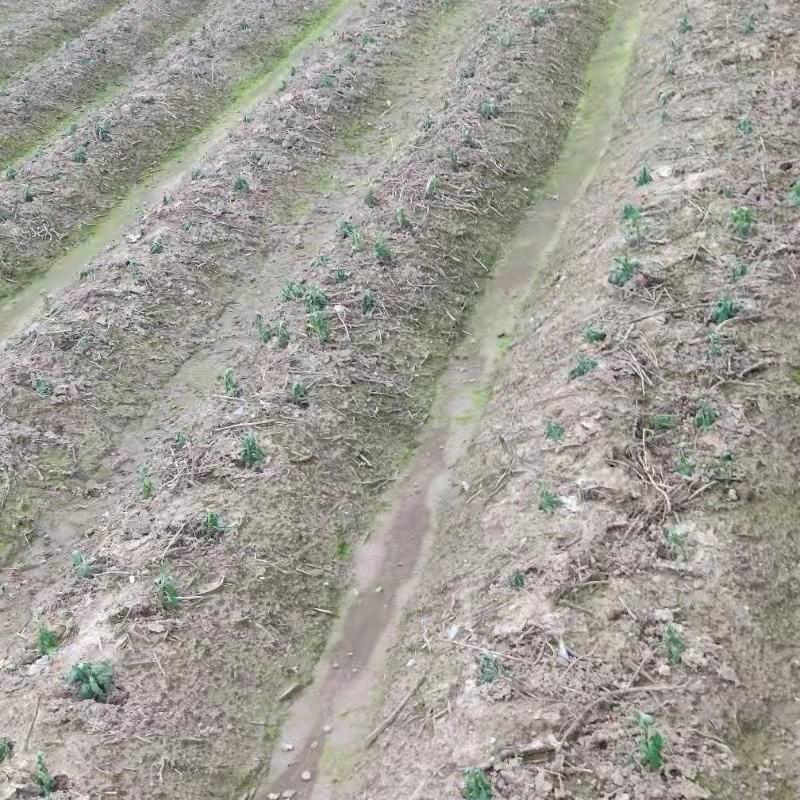 黄山贡菊苗2023年老根苗小秧苗可食用菊花茶小苗