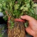 黄山贡菊苗2023年老根苗小秧苗可食用菊花茶小苗