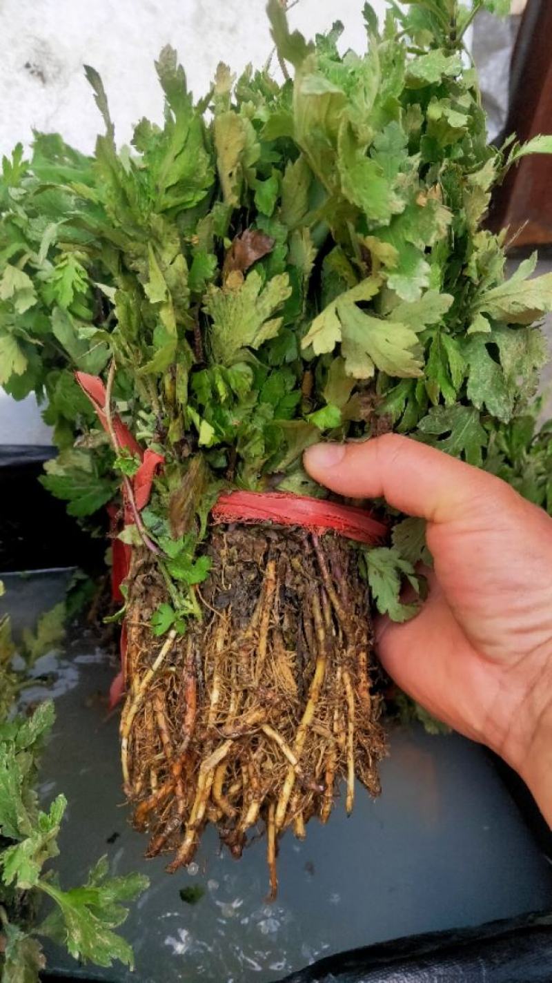 黄山贡菊苗2023年老根苗小秧苗可食用菊花茶小苗