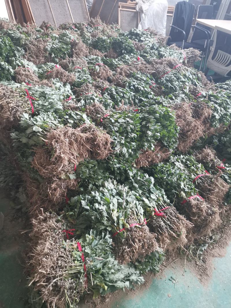 黄山贡菊苗2023年老根苗小秧苗可食用菊花茶小苗