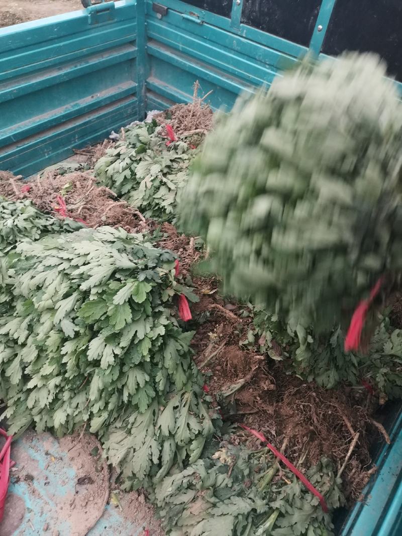 黄山贡菊苗2023年老根苗小秧苗可食用菊花茶小苗