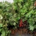 黄山贡菊苗2023年老根苗小秧苗可食用菊花茶小苗