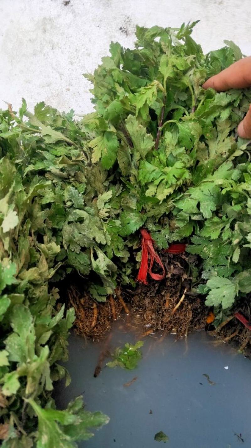 黄山贡菊苗2023年老根苗小秧苗可食用菊花茶小苗