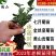 黄山贡菊苗2023年老根苗小秧苗可食用菊花茶小苗