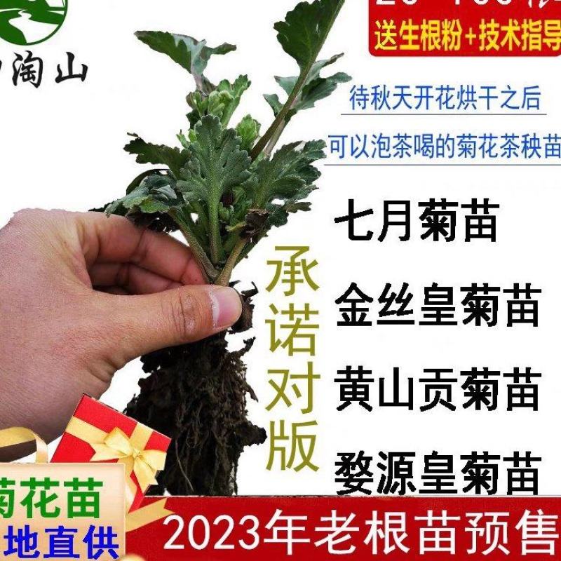 黄山贡菊苗2023年老根苗小秧苗可食用菊花茶小苗