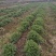 黄山贡菊苗2023年老根苗小秧苗可食用菊花茶小苗