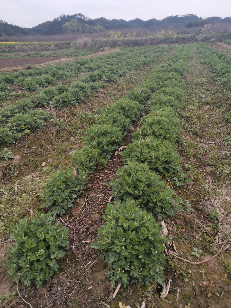 黄山贡菊苗2023年老根苗小秧苗可食用菊花茶小苗