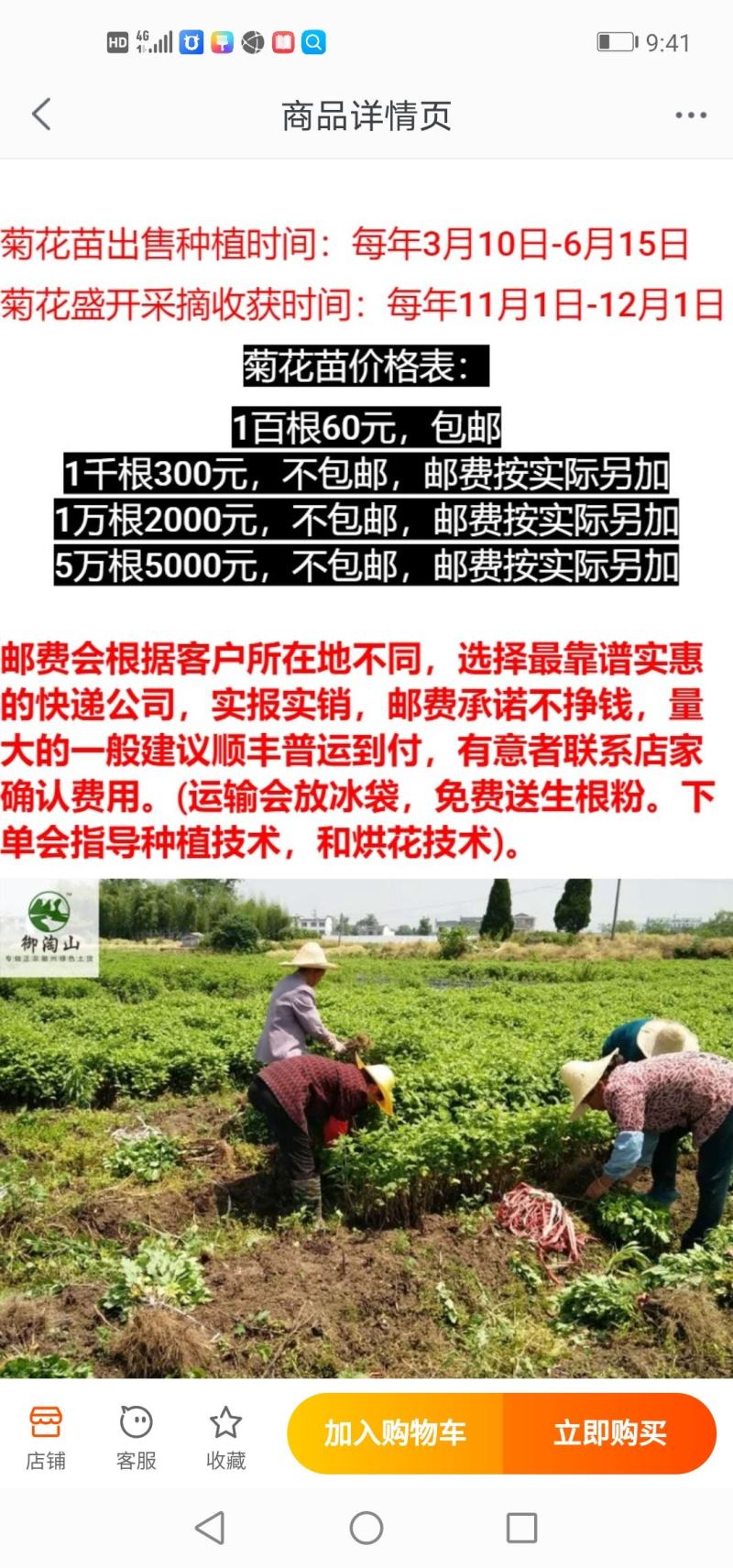 黄山贡菊苗2023年老根苗小秧苗可食用菊花茶小苗