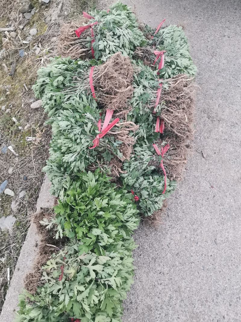黄山贡菊苗2023年老根苗小秧苗可食用菊花茶小苗