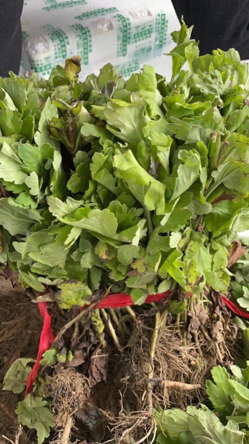 黄山贡菊苗2023年老根苗小秧苗可食用菊花茶小苗