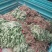 黄山贡菊苗2023年老根苗小秧苗可食用菊花茶小苗