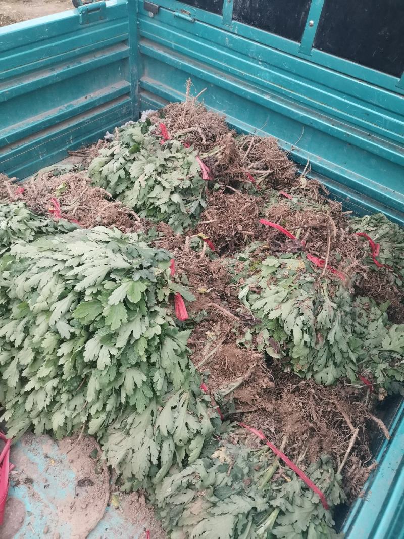 黄山贡菊苗2023年老根苗小秧苗可食用菊花茶小苗