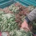 黄山贡菊苗2023年老根苗小秧苗可食用菊花茶小苗