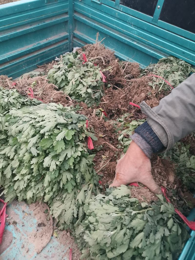 黄山贡菊苗2023年老根苗小秧苗可食用菊花茶小苗