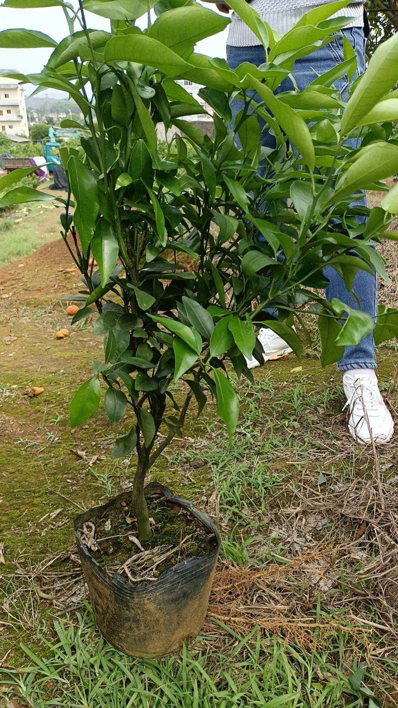 香橙头沃柑大苗，大叶积橙头沃柑苗，红桔沃柑大杯苗