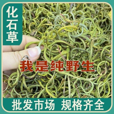 长白山野生化石草男性滋补调理养生肾精茶东北中药材化石草干