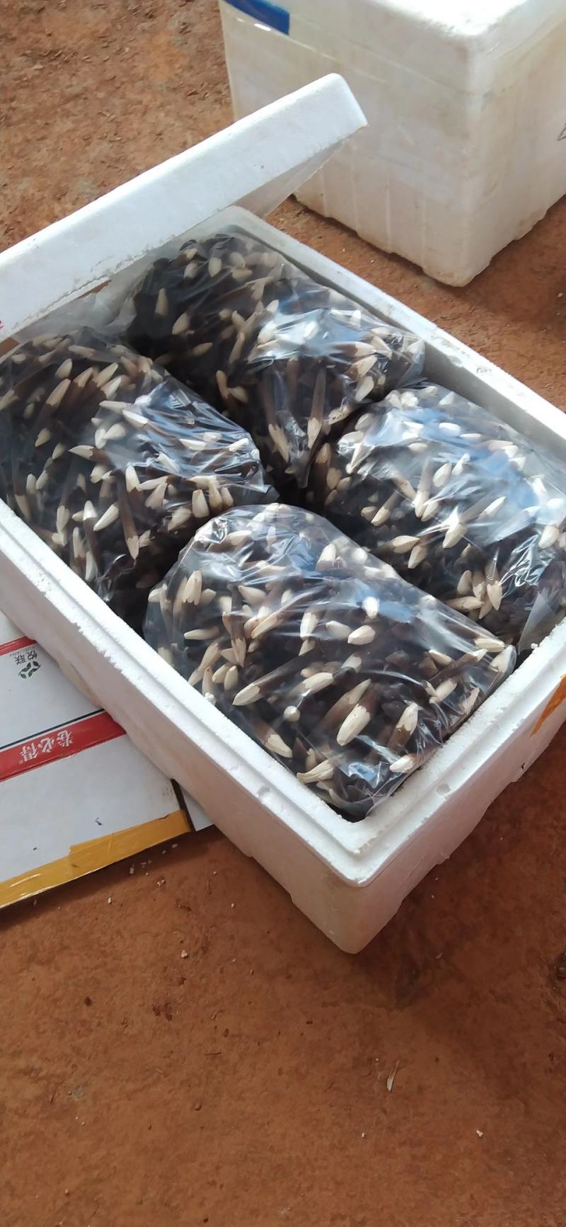 黑皮鸡枞菌大量供应，专车，顺丰，空运，可发全国