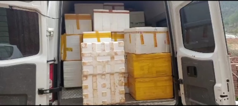黑皮鸡枞菌大量供应，专车，顺丰，空运，可发全国