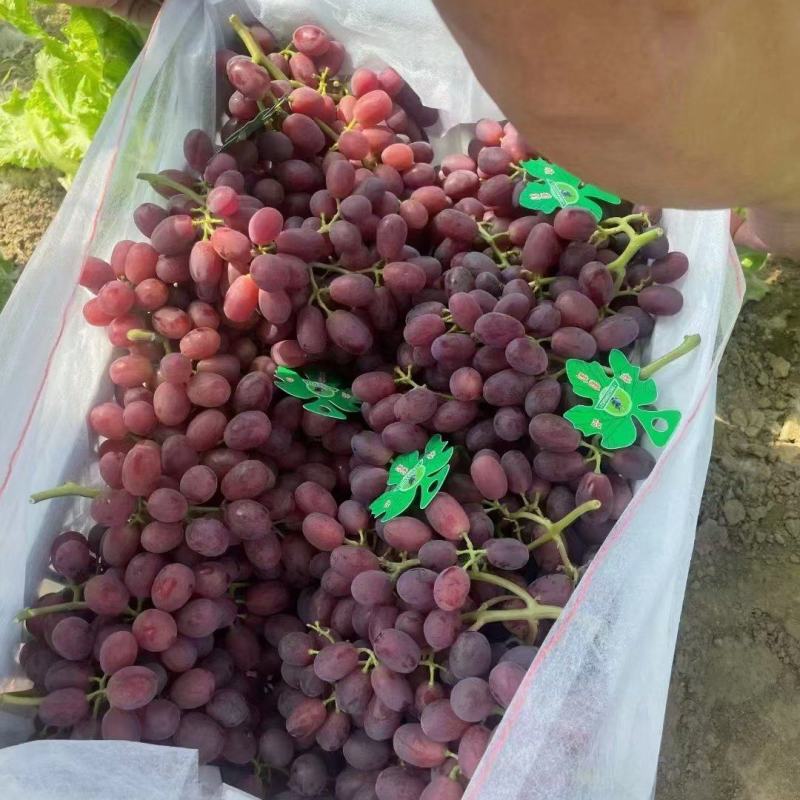 巨盛葡萄大量上市河北饶阳基地直供质量保证对接商超市场