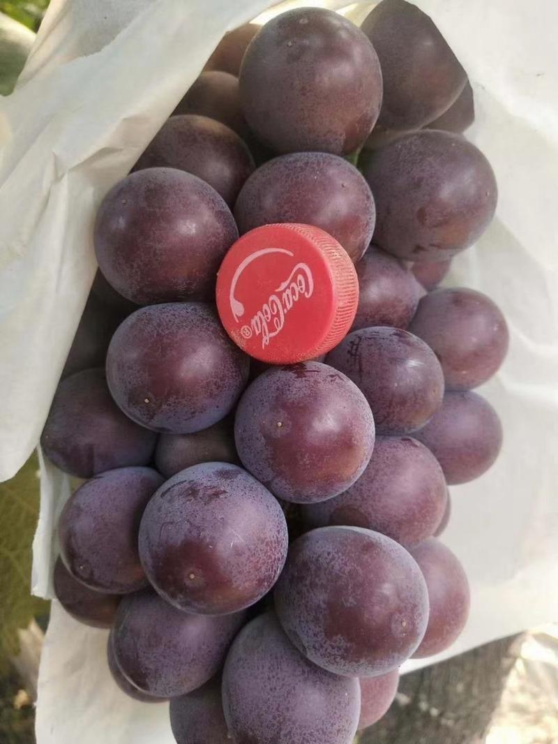 乒乓球葡萄紫藤葡萄大量供应了产地一手货源质量保证