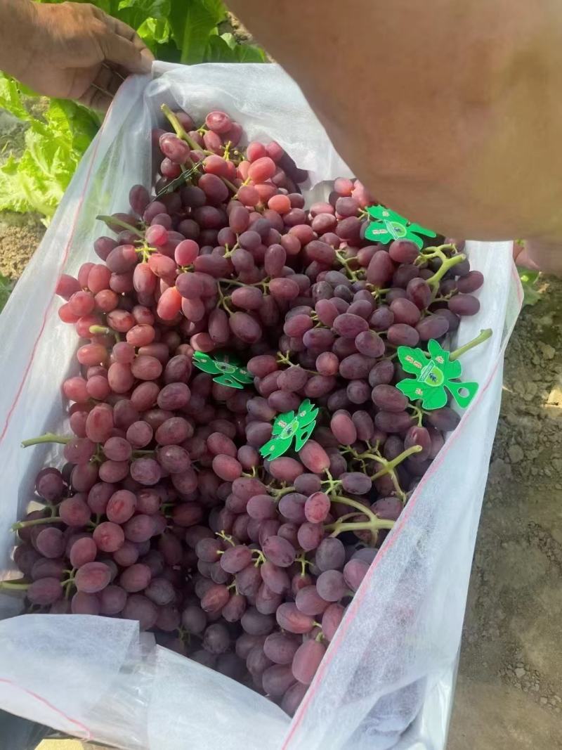 巨盛葡萄大量上市河北饶阳基地直供质量保证对接商超市场