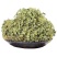 正宗小叶金钱草马蹄金小马蹄金草黄疸草螺丕草干货马蹄