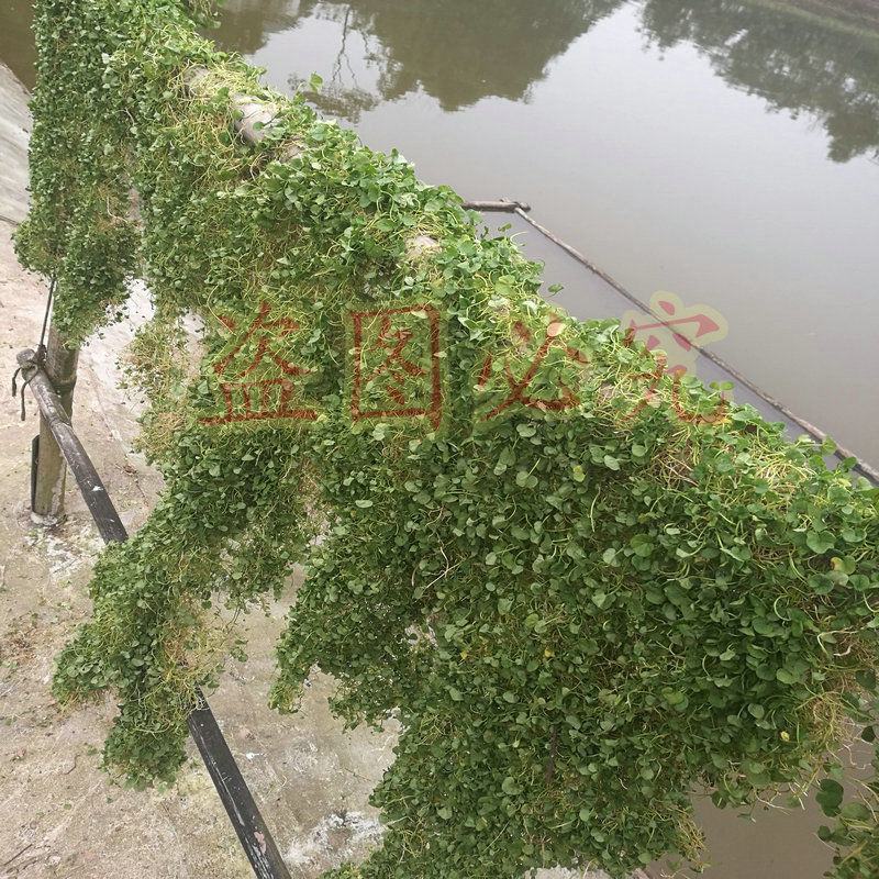 正宗小叶金钱草马蹄金小马蹄金草黄疸草螺丕草干货马蹄