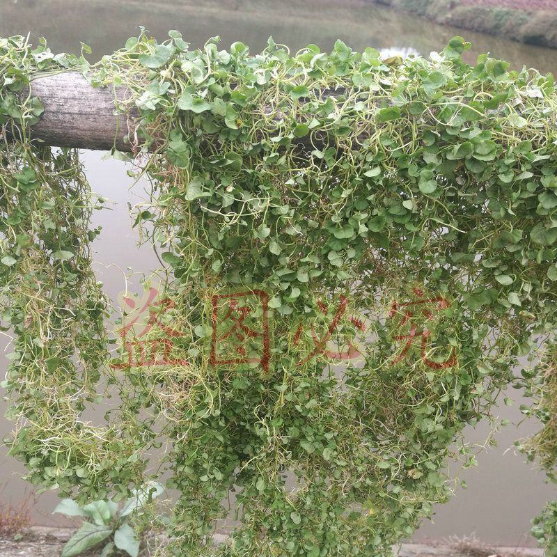 正宗小叶金钱草马蹄金小马蹄金草黄疸草螺丕草干货马蹄