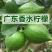 柠檬苗正宗香水柠檬苗嫁接苗健康苗提供技术